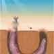 Image for article titled Newly Identified Species Of Penis Worm Still Looks Nothing Like A Penis